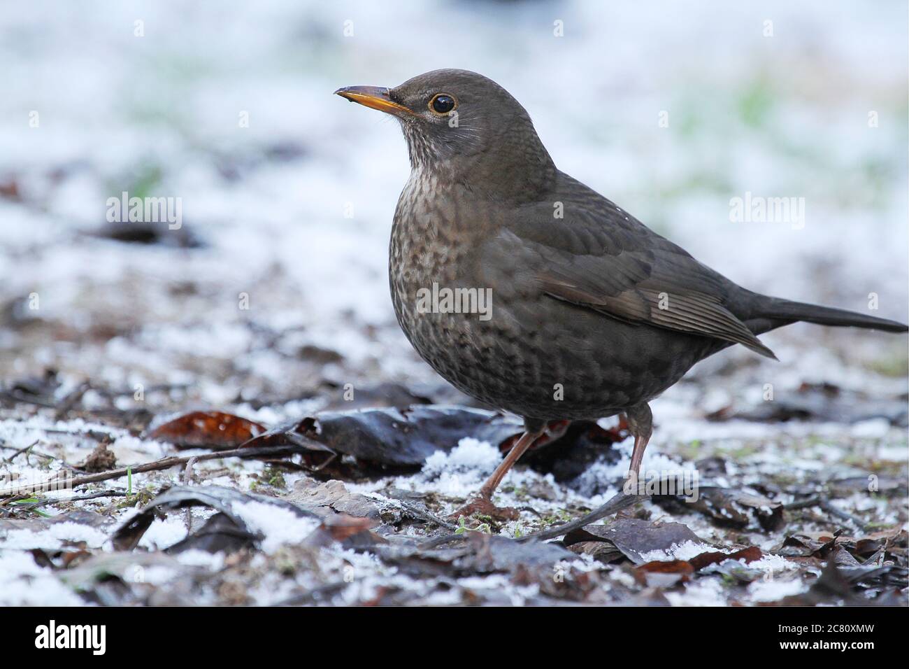 Les oiseaux noirs sont les plus beaux oiseaux de jardin à photographier. Les plumes noires du mâle se branle littéralement au soleil. Les oiseaux noirs a Banque D'Images