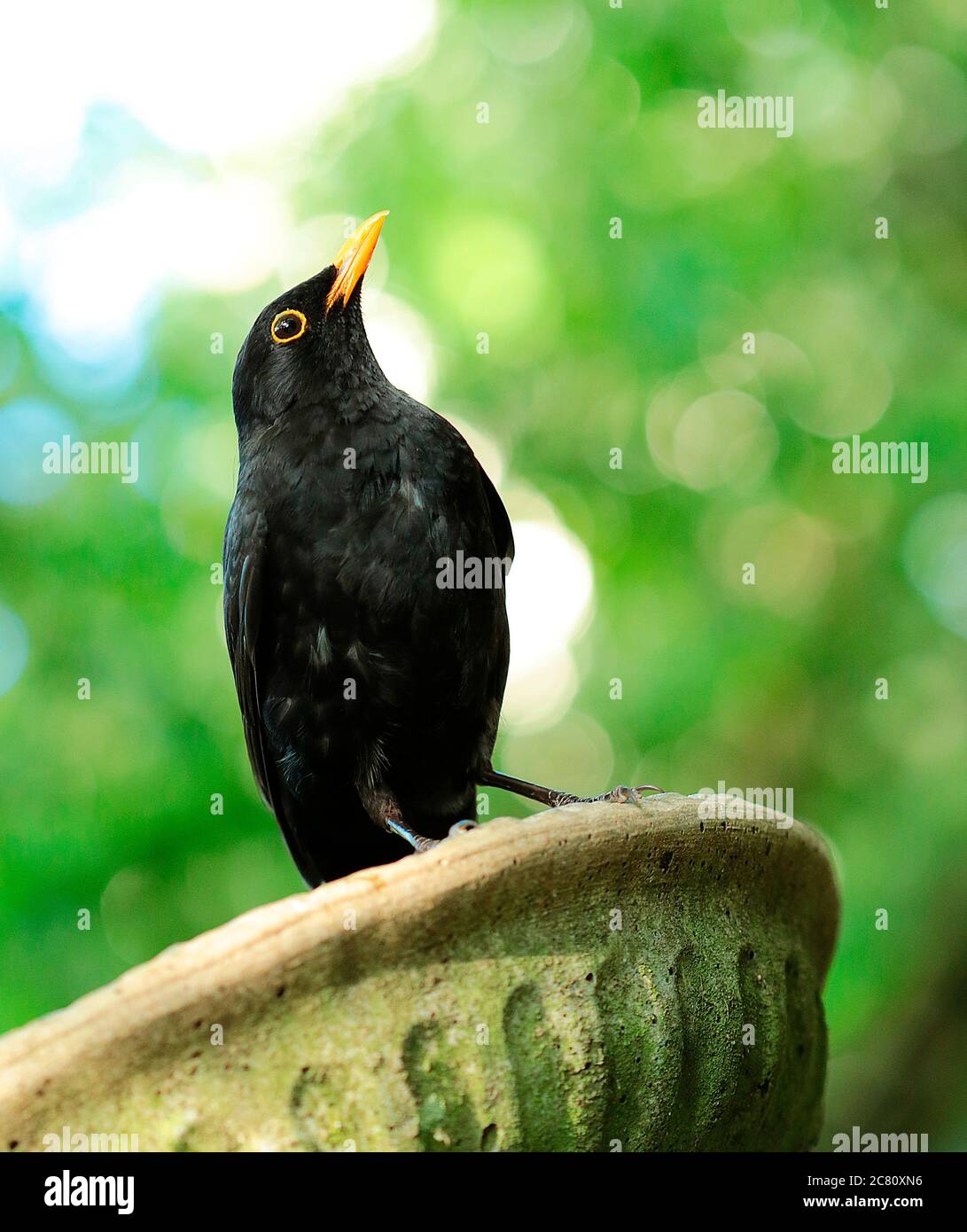 Les oiseaux noirs sont les plus beaux oiseaux de jardin à photographier. Les plumes noires du mâle se branle littéralement au soleil. Les oiseaux noirs a Banque D'Images