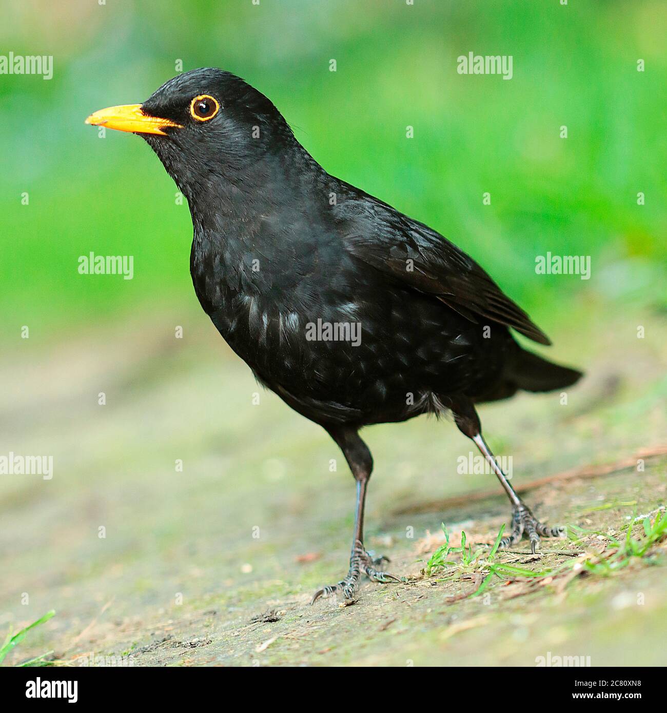 Les oiseaux noirs sont les plus beaux oiseaux de jardin à photographier. Les plumes noires du mâle se branle littéralement au soleil. Les oiseaux noirs a Banque D'Images