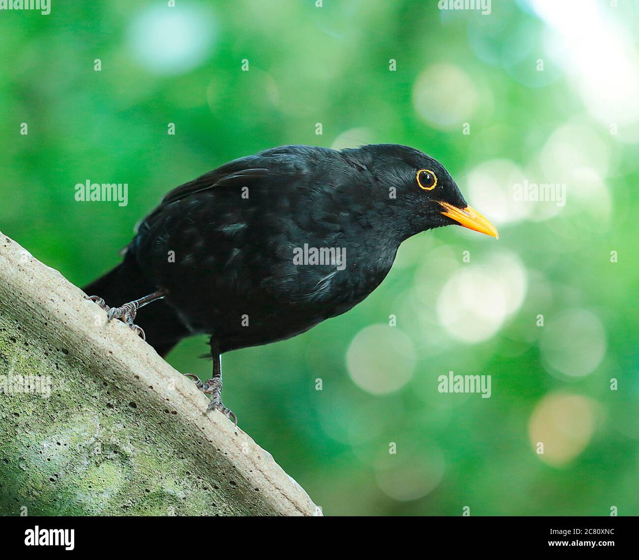 Les oiseaux noirs sont les plus beaux oiseaux de jardin à photographier. Les plumes noires du mâle se branle littéralement au soleil. Les oiseaux noirs a Banque D'Images
