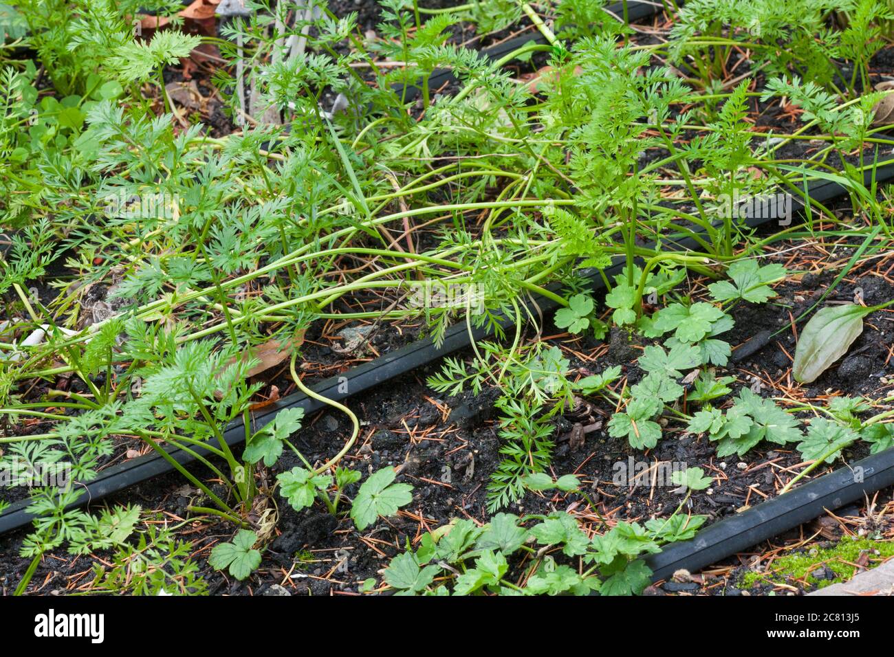 Mauvaises herbes (buttercup rampant, plantain, etc.) poussant dans une plaque de carotte dans le potager d'automne à Issaquah, Washington, États-Unis Banque D'Images