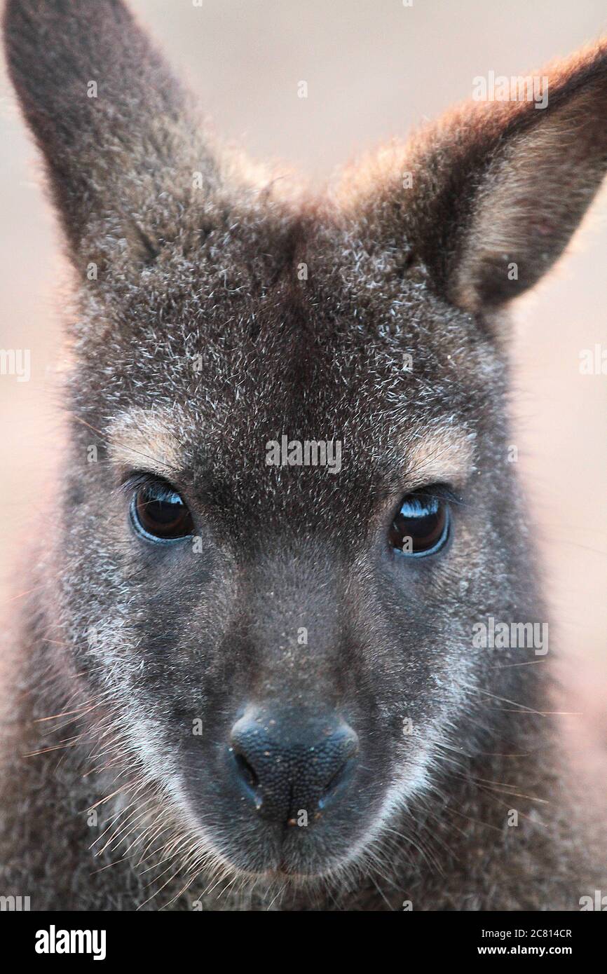 Les wallabies de Bennett sont des mammifères, un membre de la famille des kangourous. Ils sont originaires d'Australie et étant marsupiaux ont des pochettes dans lesquelles le bébé (JO Banque D'Images