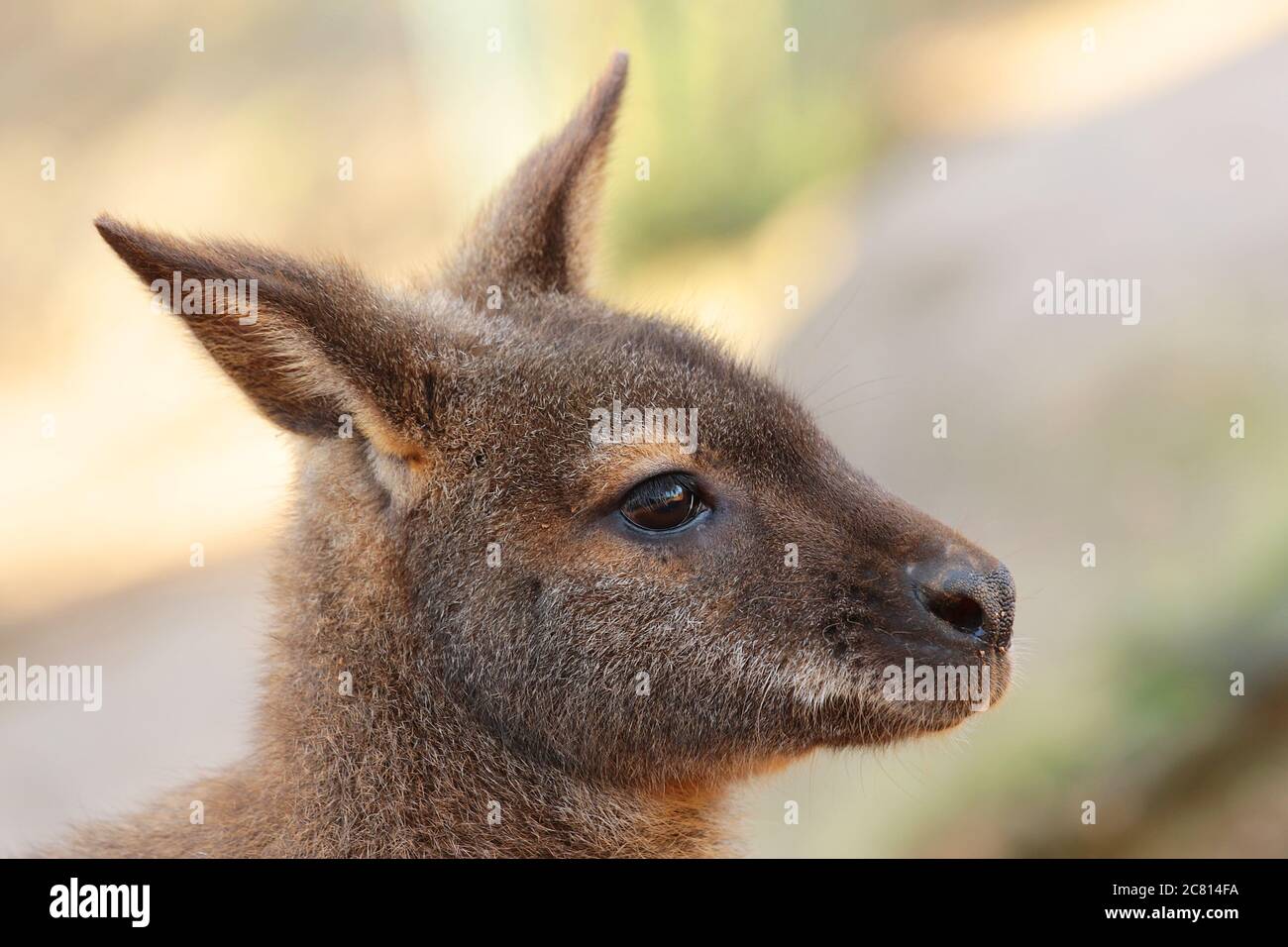 Les wallabies de Bennett sont des mammifères, un membre de la famille des kangourous. Ils sont originaires d'Australie et étant marsupiaux ont des pochettes dans lesquelles le bébé (JO Banque D'Images