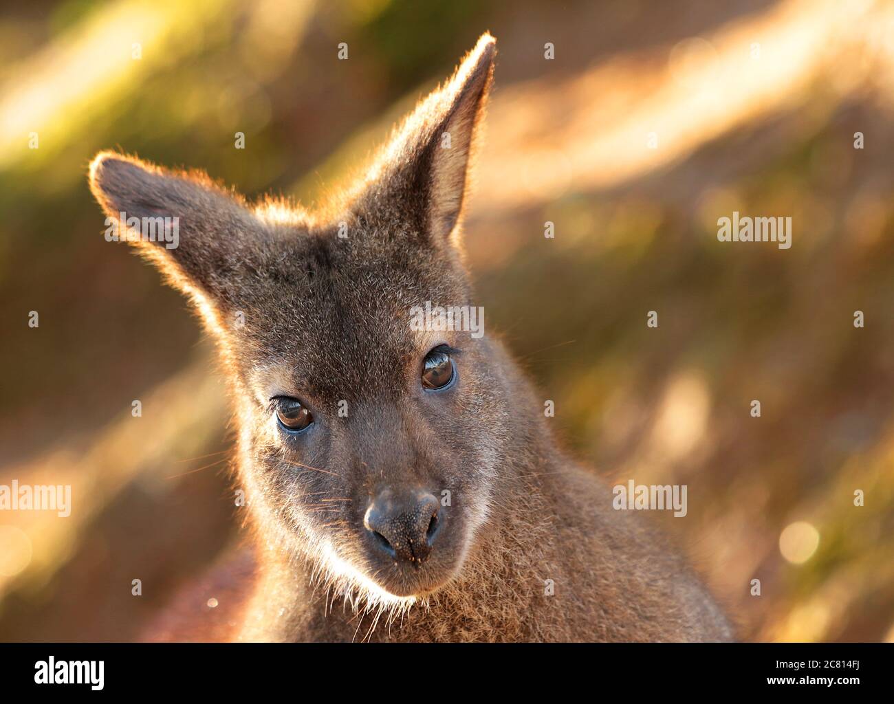 Les wallabies de Bennett sont des mammifères, un membre de la famille des kangourous. Ils sont originaires d'Australie et étant marsupiaux ont des pochettes dans lesquelles le bébé (JO Banque D'Images