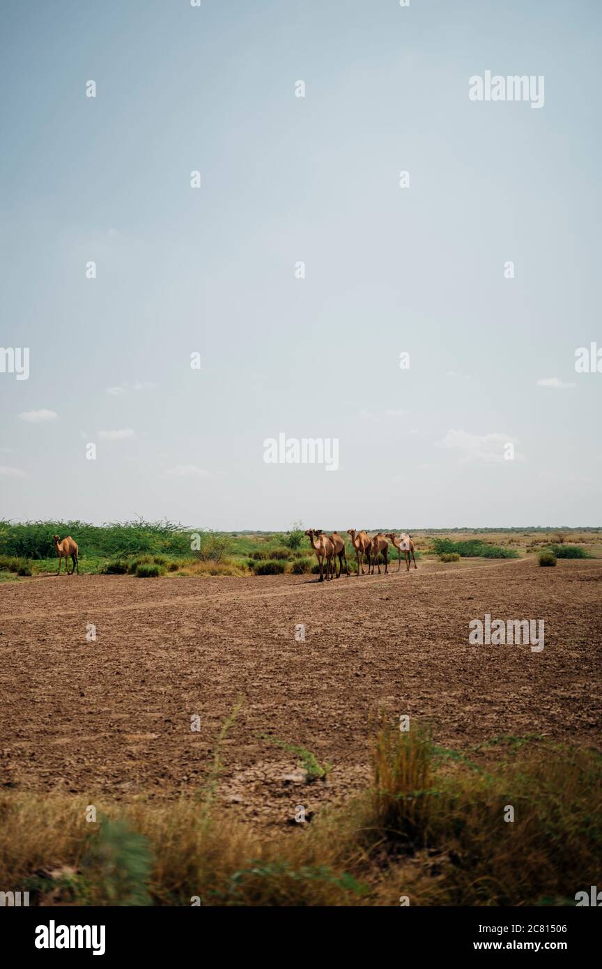 Un troupeau de chameaux dans le désert d'Afar en Éthiopie. Banque D'Images