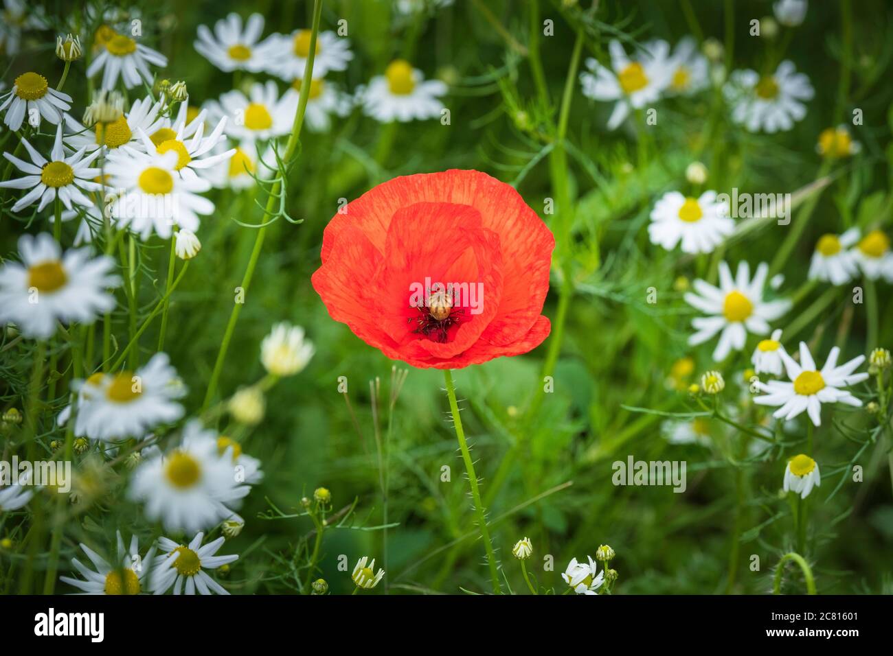 Coquelicots - fleurs sauvages communes / mauvaises herbes dans les terres agricoles d'été dans la campagne anglaise les rhoeas de coquelicot de Papaver commun Banque D'Images