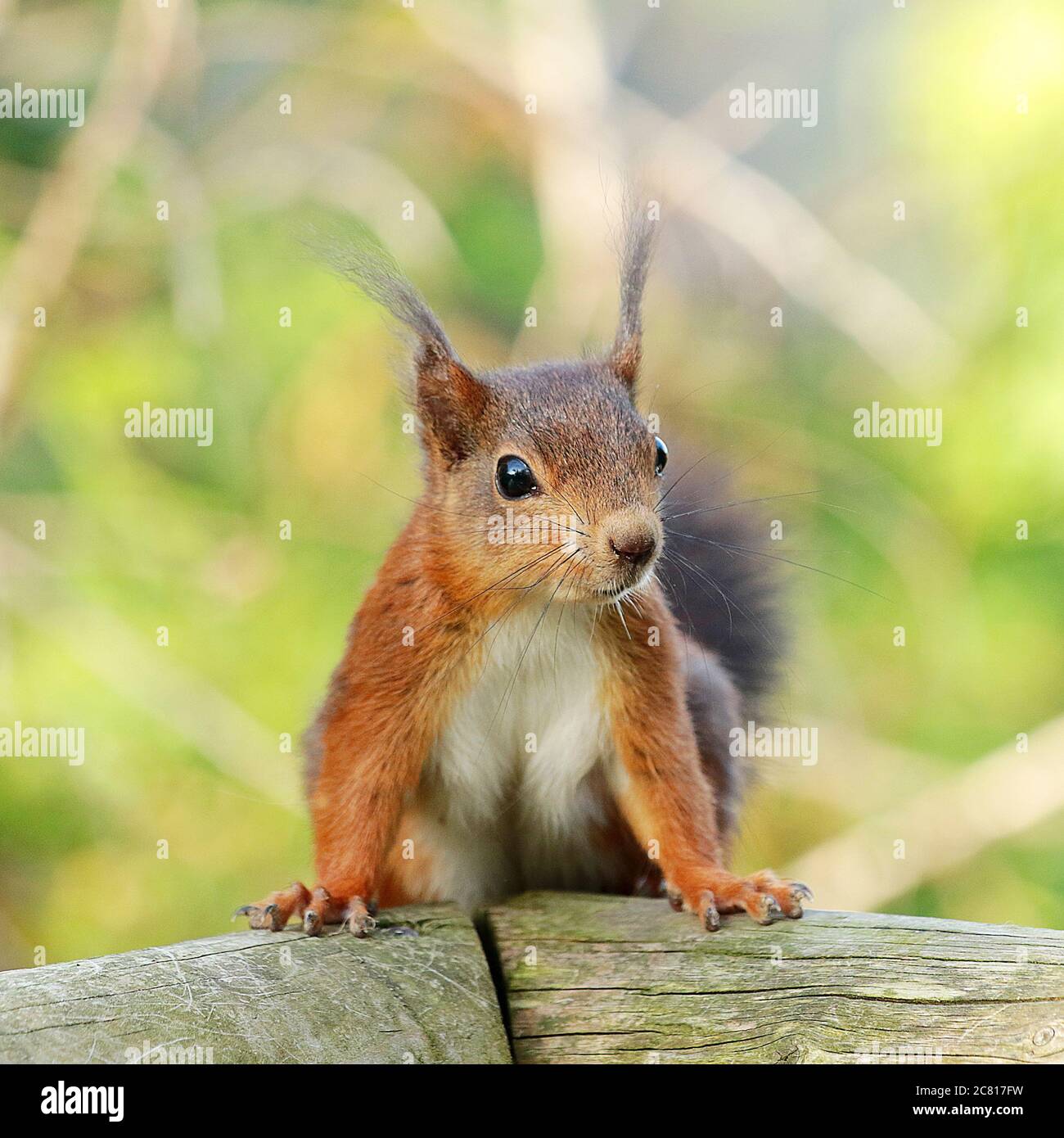 Les écureuils rouges avec leurs petites oreilles tufty sont un tel plaisir. De belles petites créatures. Leur queue bushy étonnante peut être aussi longtemps que leur corps Banque D'Images