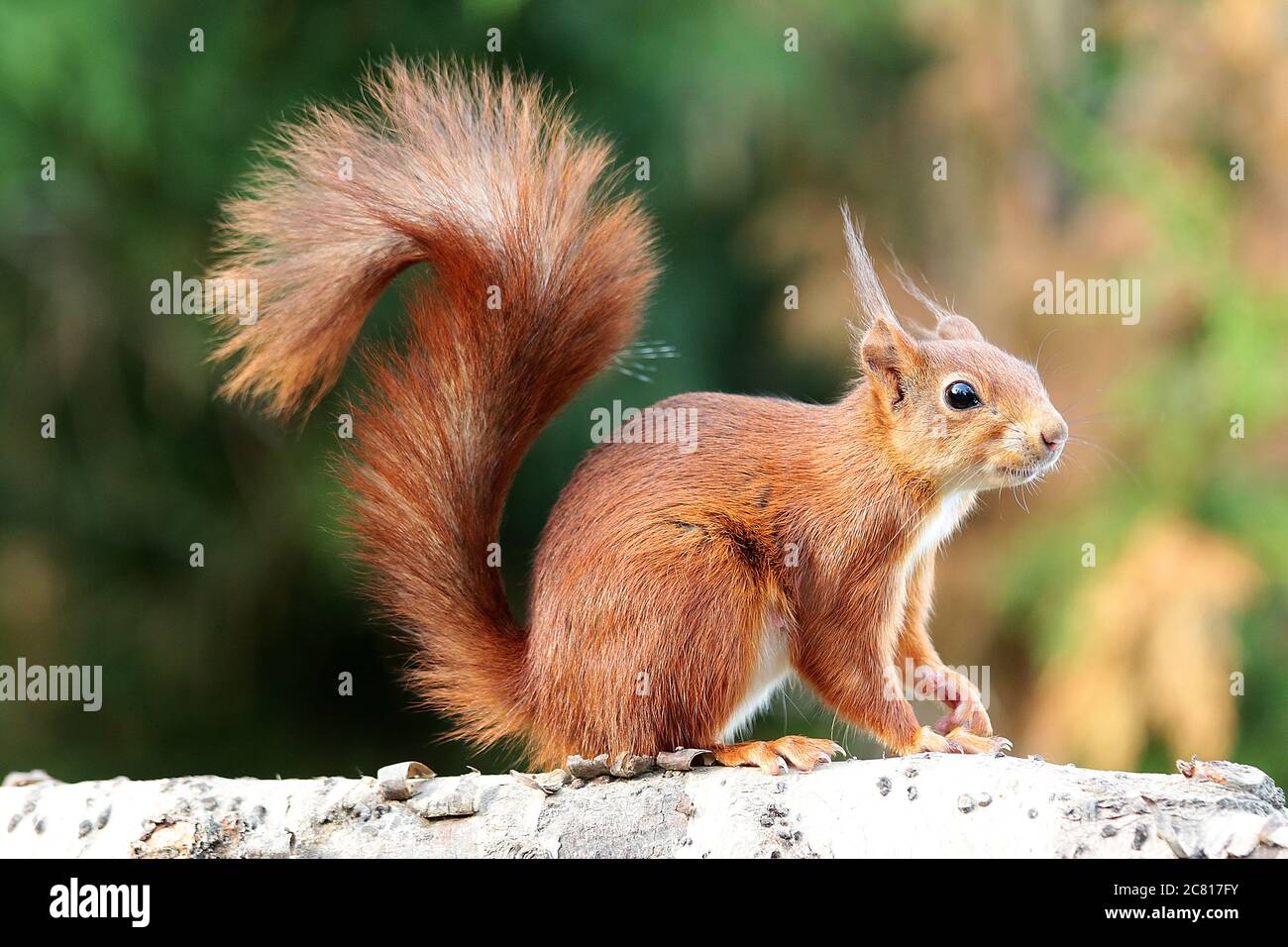 Les écureuils rouges avec leurs petites oreilles tufty sont un tel plaisir. De belles petites créatures. Leur queue bushy étonnante peut être aussi longtemps que leur corps Banque D'Images