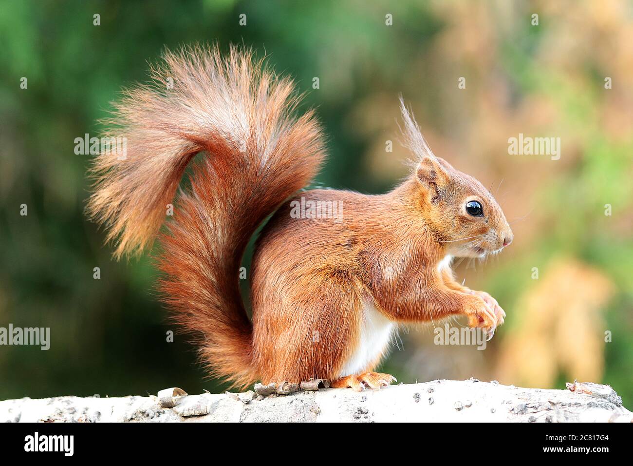 Les écureuils rouges avec leurs petites oreilles tufty sont un tel plaisir. De belles petites créatures. Leur queue bushy étonnante peut être aussi longtemps que leur corps Banque D'Images