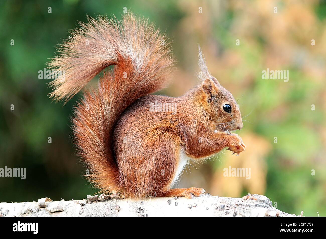 Les écureuils rouges avec leurs petites oreilles tufty sont un tel plaisir. De belles petites créatures. Leur queue bushy étonnante peut être aussi longtemps que leur corps Banque D'Images