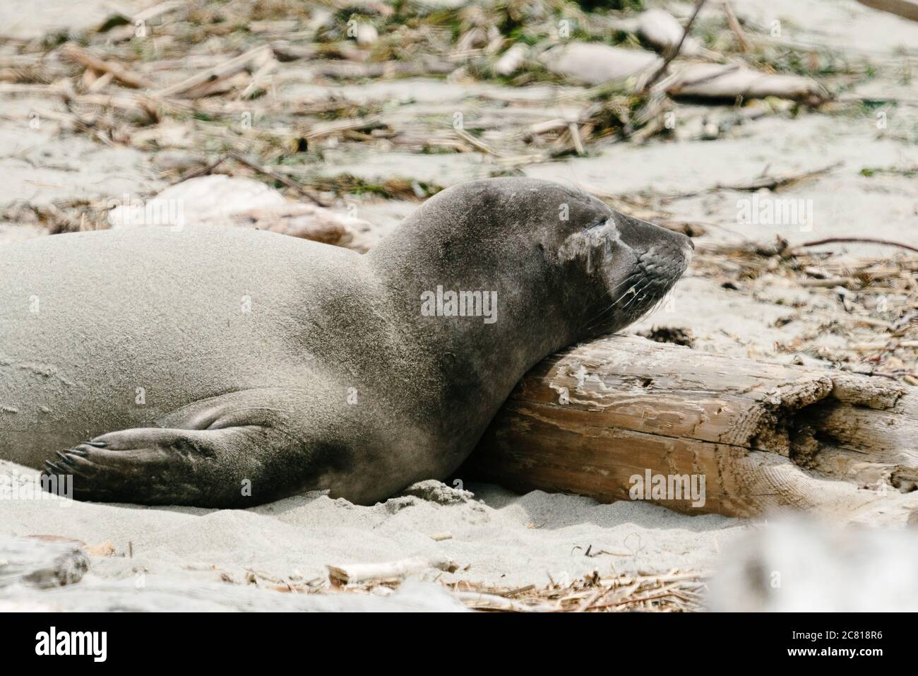 Vue latérale d'un jeune Northern Elephant Seal une plage Banque D'Images