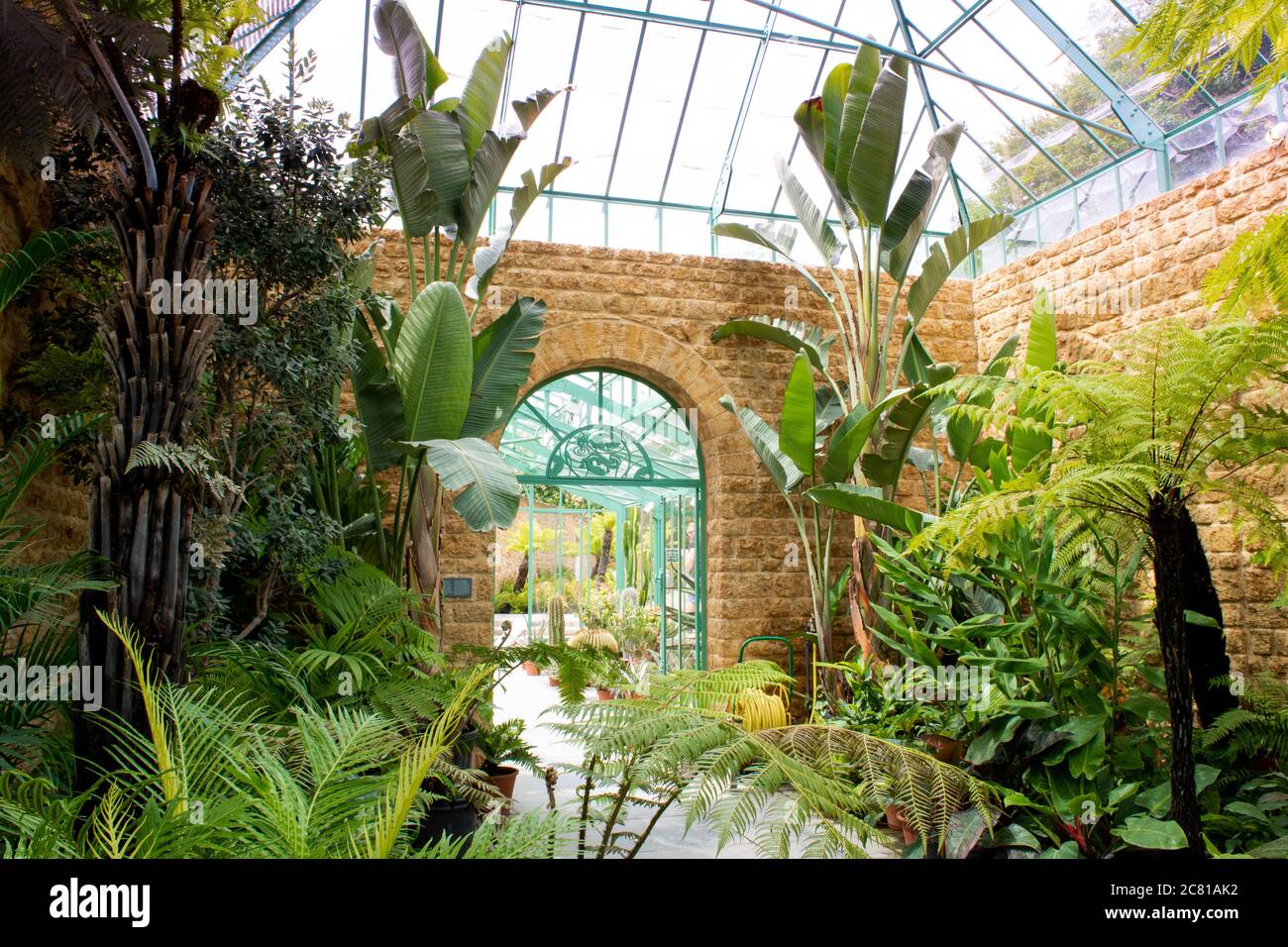 Château Cary, Somerset. Juin 2020: Grande serre de verre botanique tropicale remplie de plantes intérieures succulents dans le Somerset. Banque D'Images