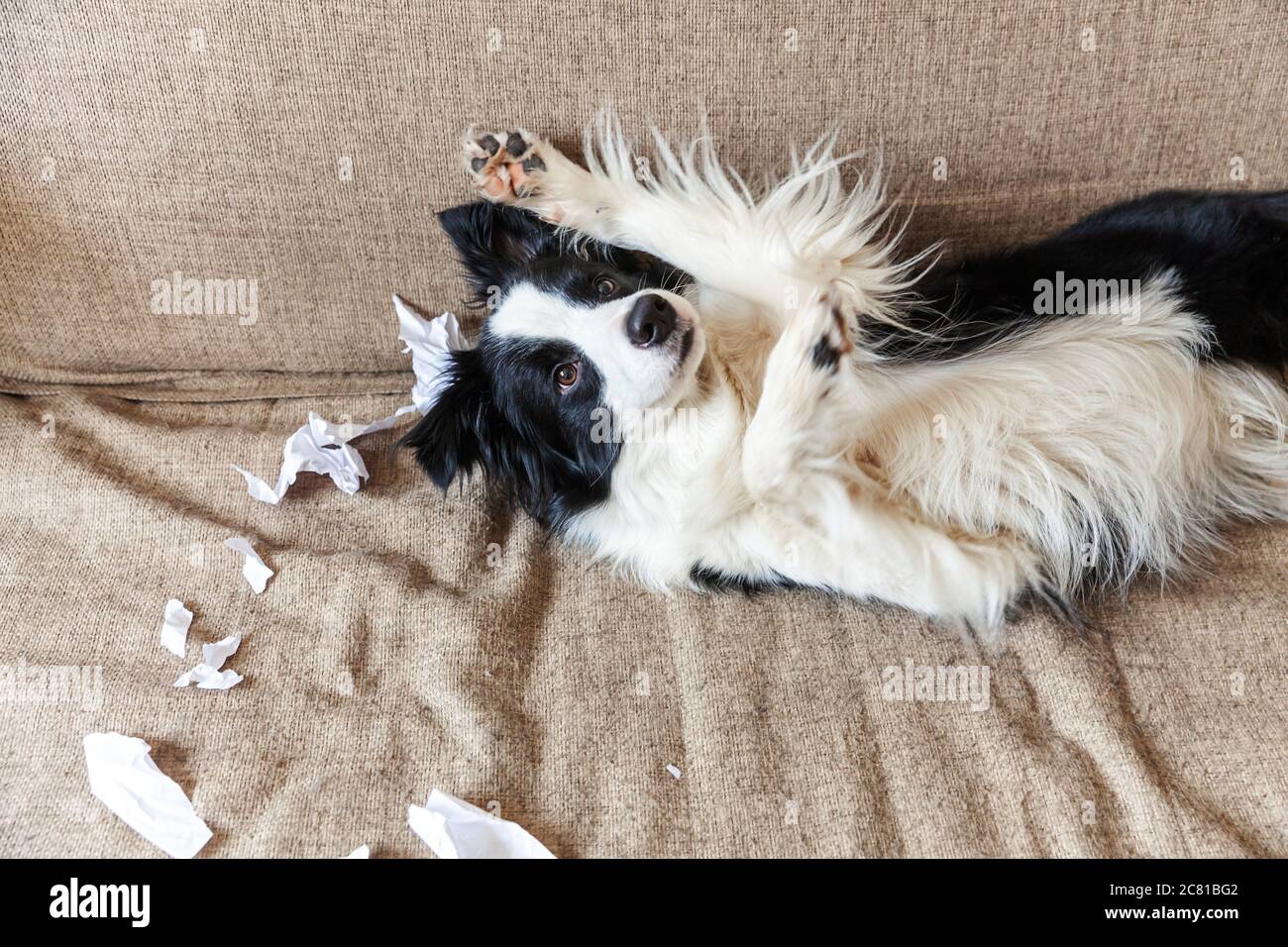 Naughty chien joueur bordure de chien de chiot collie après avoir mal piquant papier toilette couché sur le canapé à la maison. Coupable et détruit la salle de séjour. Abîissez votre chiot et votre maison avec un regard amusant Banque D'Images