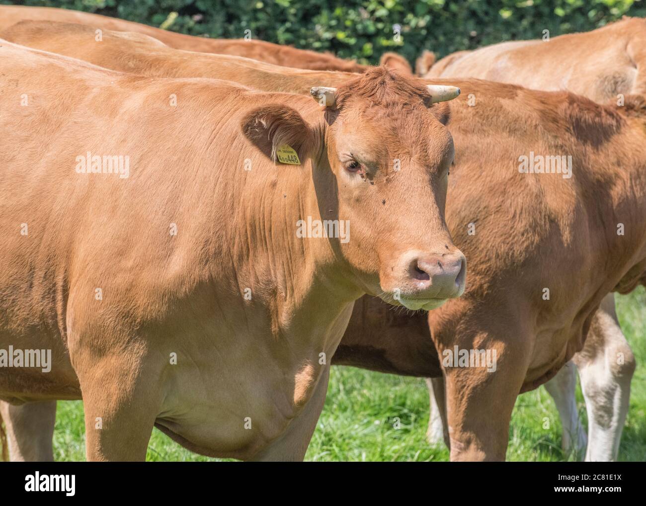 Jeune taureau regardant la caméra. Métaphore élevage du Royaume-Uni, bétail du Royaume-Uni, industrie agricole, vaches, photo de portrait d'animal, boeuf britannique. Race inconnue. Banque D'Images