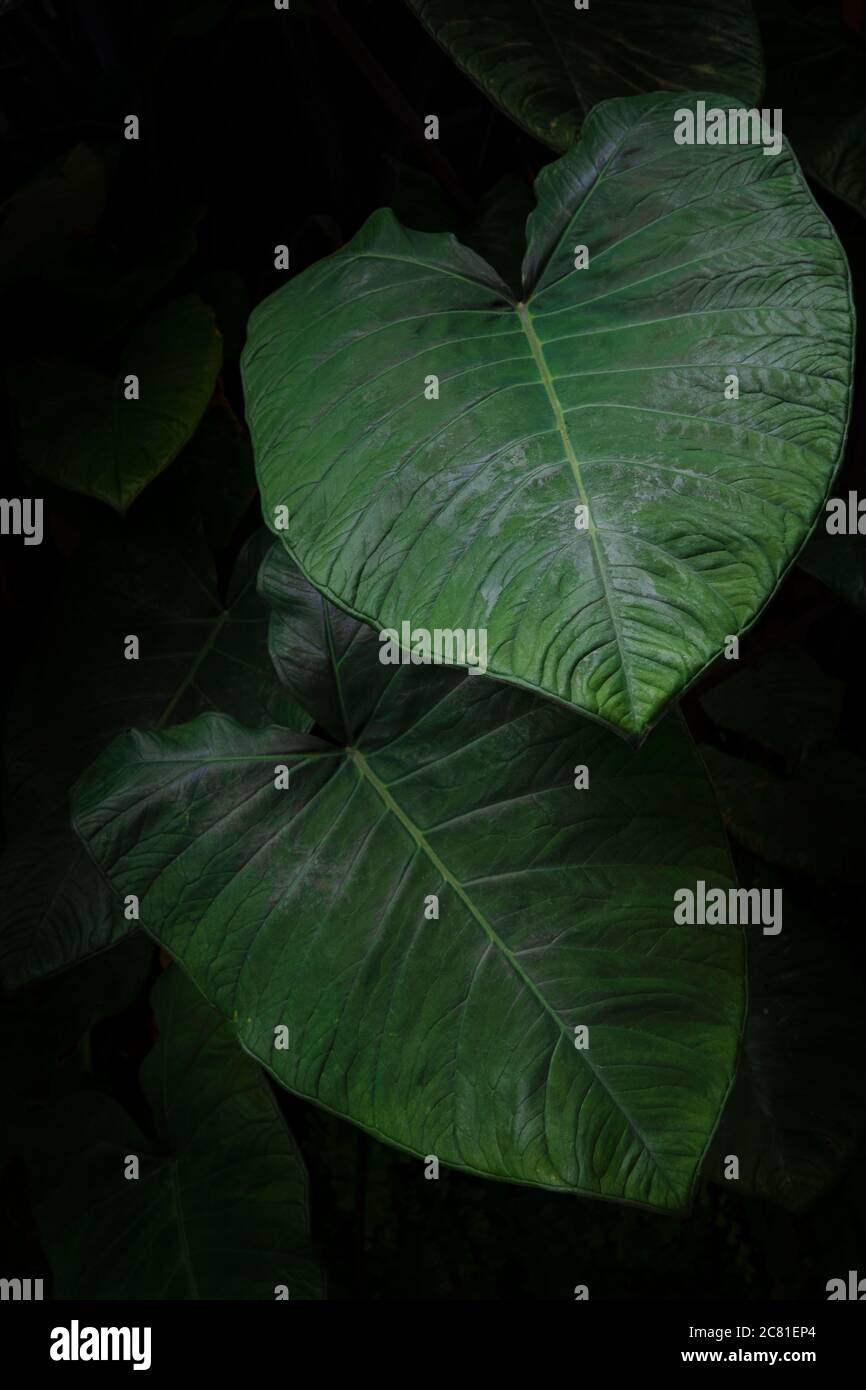 Grande taro ou Colocasia esculenta, plante tropicale cultivée comme une maison décorative pour ses feuilles vertes luxuriantes ou comme un légume de racine Banque D'Images