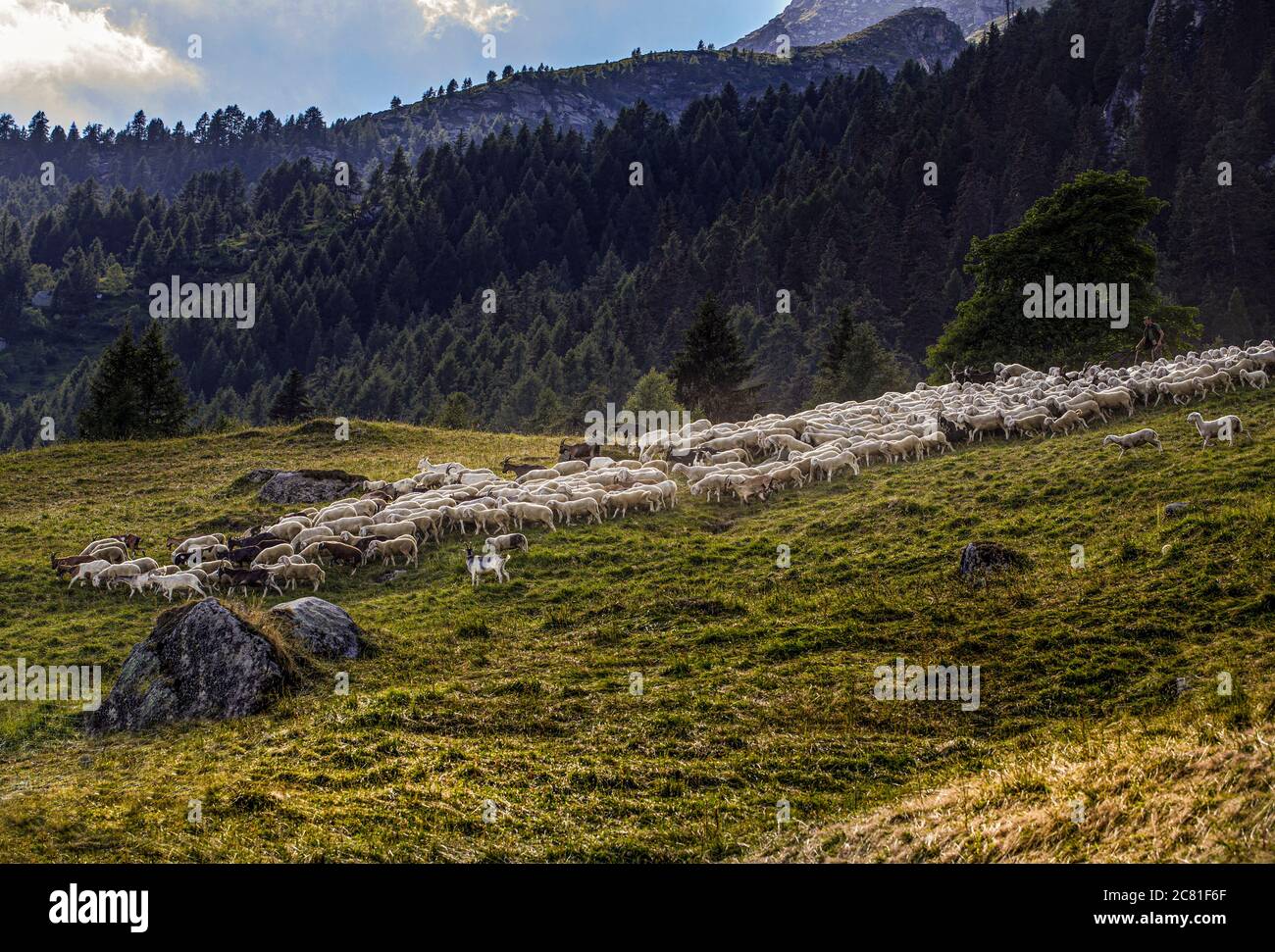 Italie Piémont Val d'Ossola Salecchio - Alpe Vova - Sheeps Banque D'Images