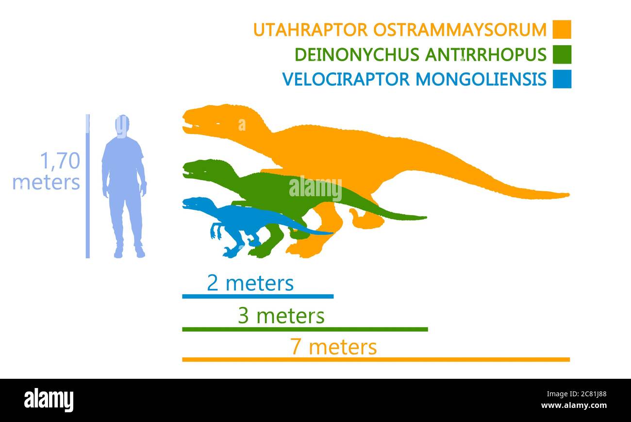 Comparaison des mesures entre un homme et le dinosaure de velociraptor. Différents types de velociraptor dans la même illustration. Banque D'Images