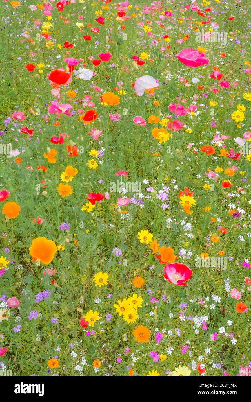 Jardin plein de coquelicots, fleurs de coquelicot. Banque D'Images