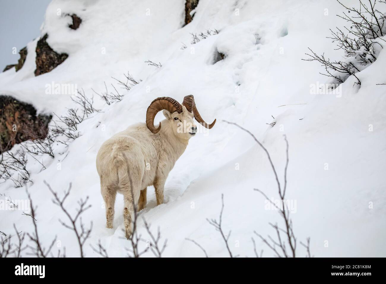 Le mouflon de Dall (Ovis dalli) ram erre et se nourrit dans la Windy Point près de la Seward Highway au cours de l'hiver neigeux Banque D'Images