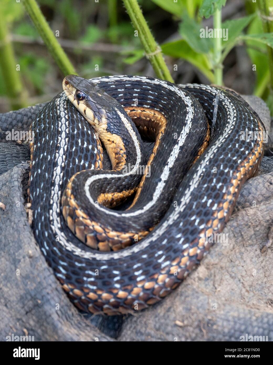 Un serpent à jarretière de l'est (Thamnophis sirtalis sirtalis) Banque D'Images