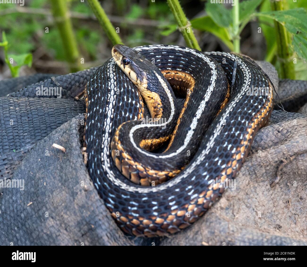 Un serpent à jarretière de l'est (Thamnophis sirtalis sirtalis) Banque D'Images