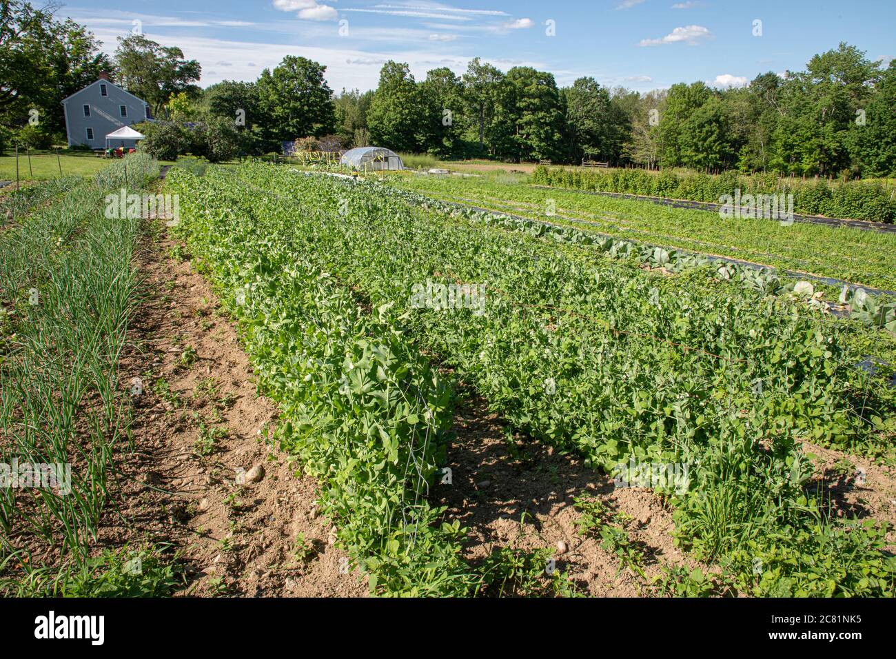 Un grand jardin de marché dans une ferme du Massachusetts Banque D'Images