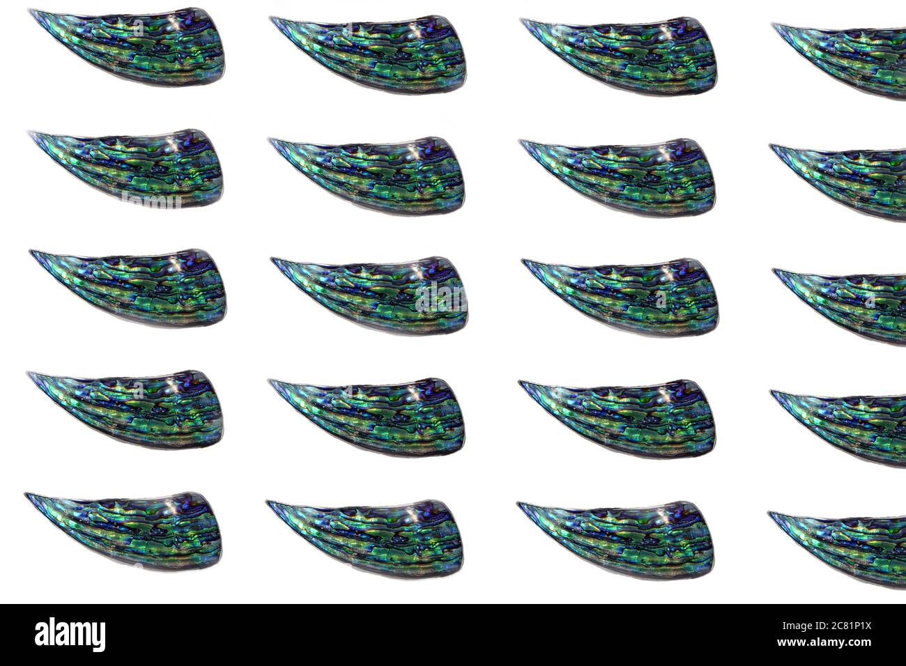Image de patron ou d'abstrait pf bleu poli surface des coquilles de mollusques nacre isolées sur fond blanc. Tranches de nacre poli Banque D'Images