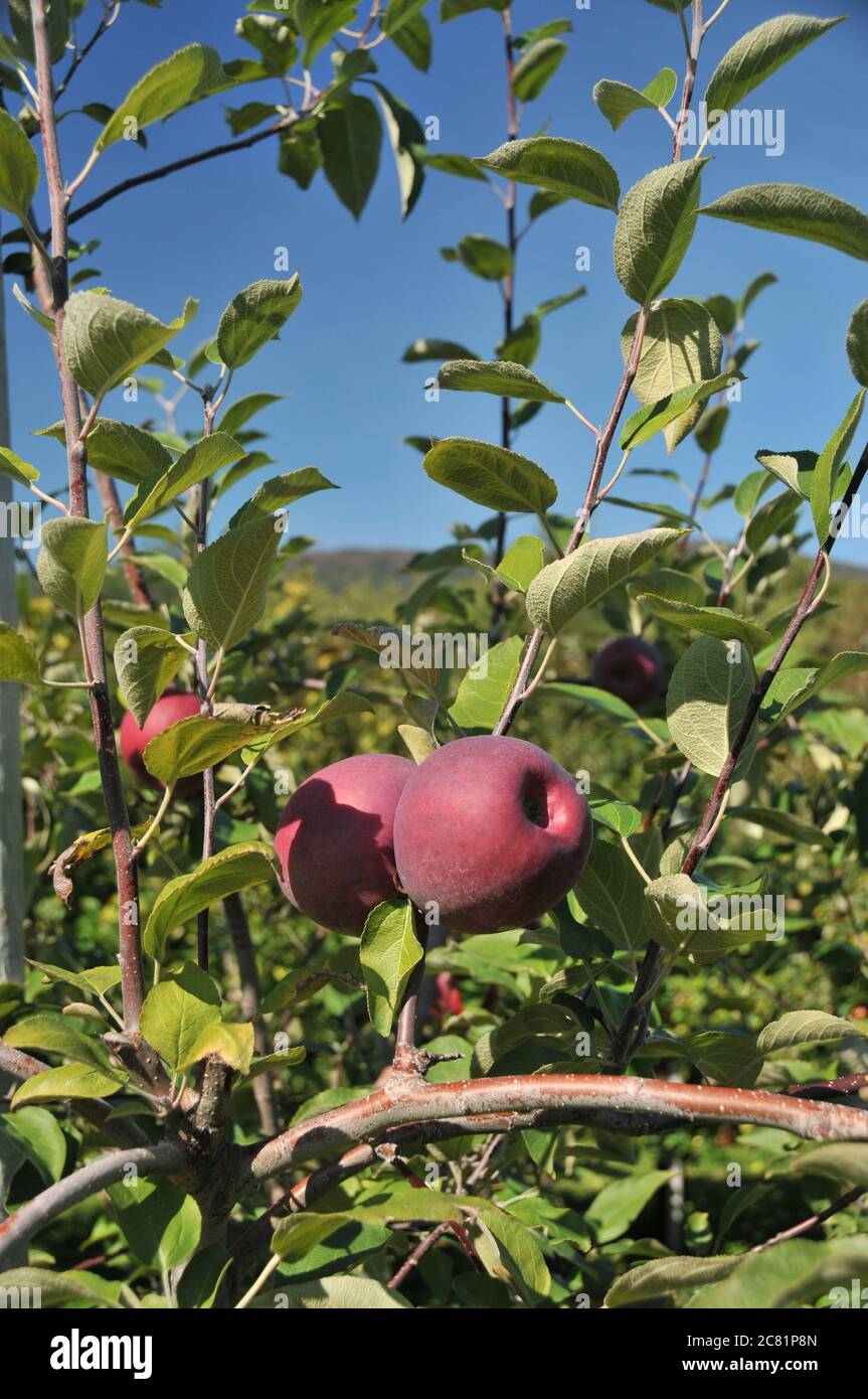 Pommes rouges mûres encore sur l'arbre dans un verger de pommes du Vermont, en Nouvelle-Angleterre, à l'automne. Banque D'Images