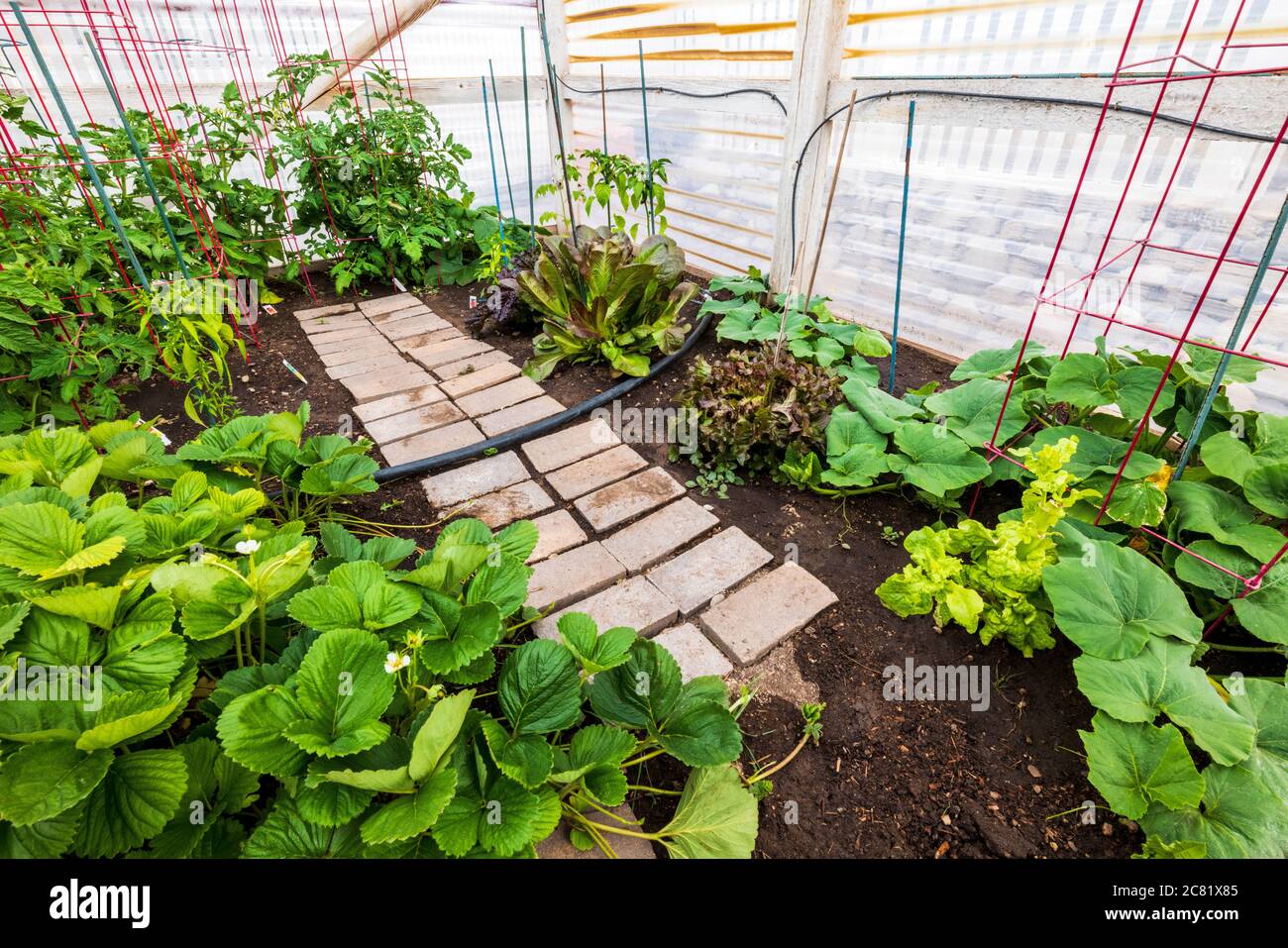 Jardin potager résidentiel au début de l'été. Banque D'Images