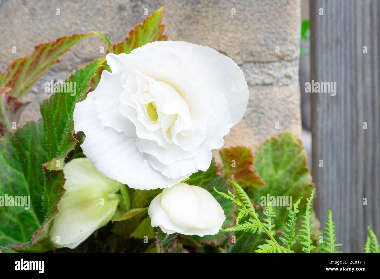 Fleur blanche pliée de Begonia tubéreuse (Begonia x tuberhybrida) Banque D'Images