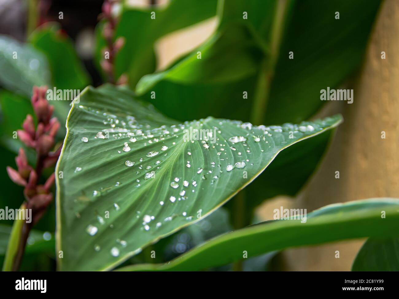 Eau de pluie transparente sur une feuille verte d'une plante de canules. Photo rapprochée. Après une forte pluie, les fleurs et les feuilles acquièrent leur beauté naturelle. Banque D'Images