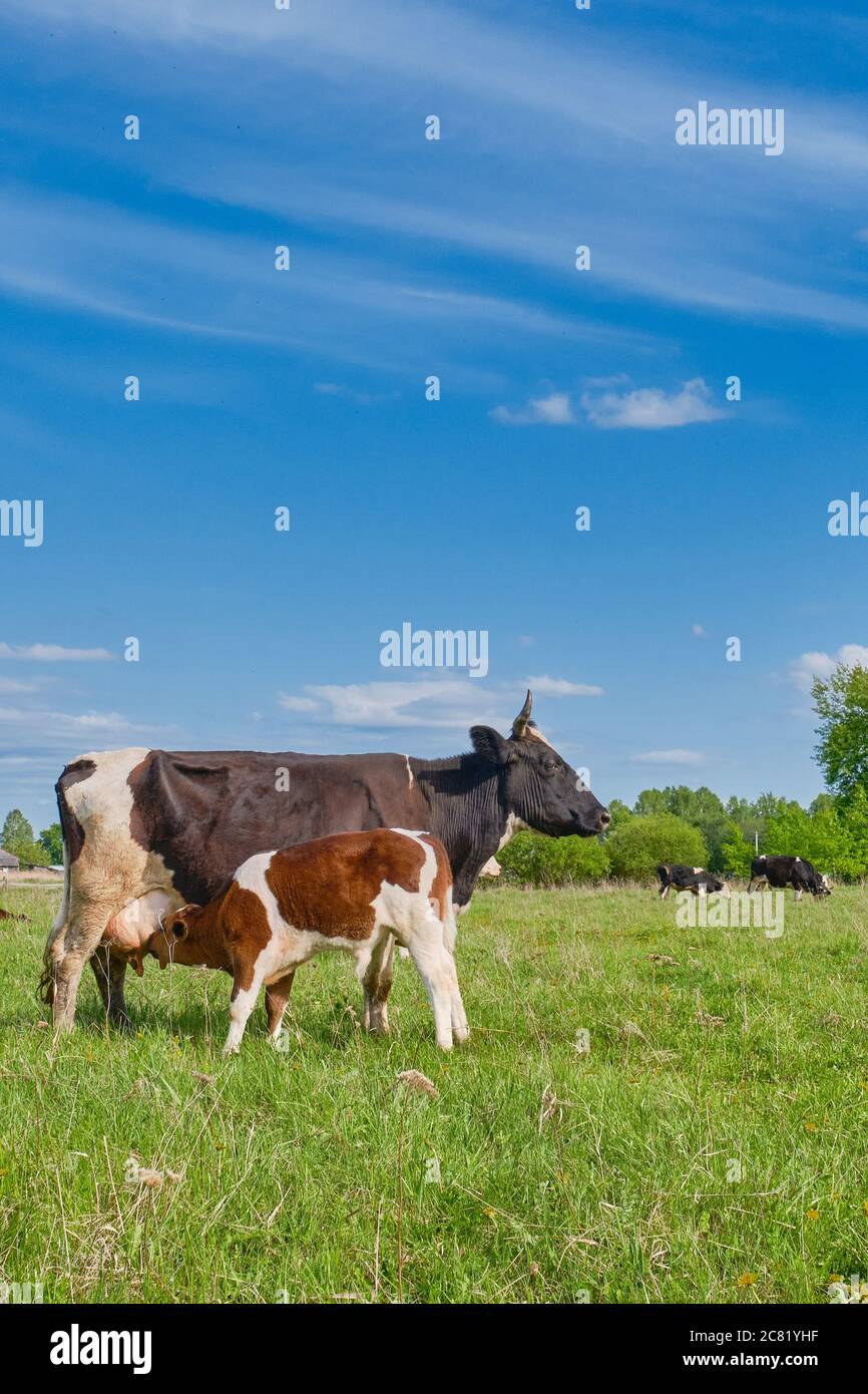 Le veau aspire le lait du mamelon du pis de la vache. Un troupeau de vaches se greffe dans un pâturage. Copier l'espace Banque D'Images