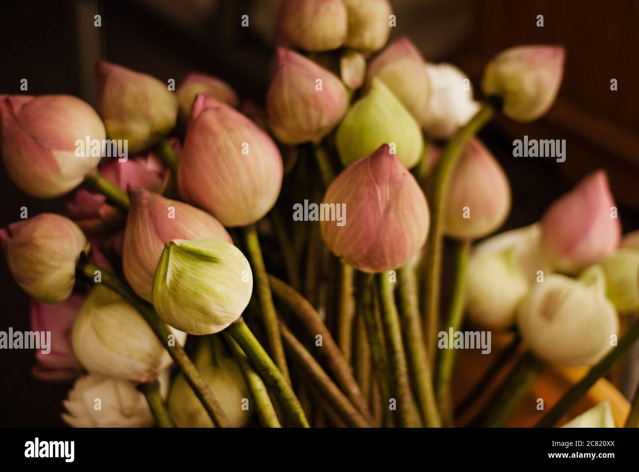 Fleurs de Lotus, Bangkok, Thaïlande, Asie du Sud-est Banque D'Images