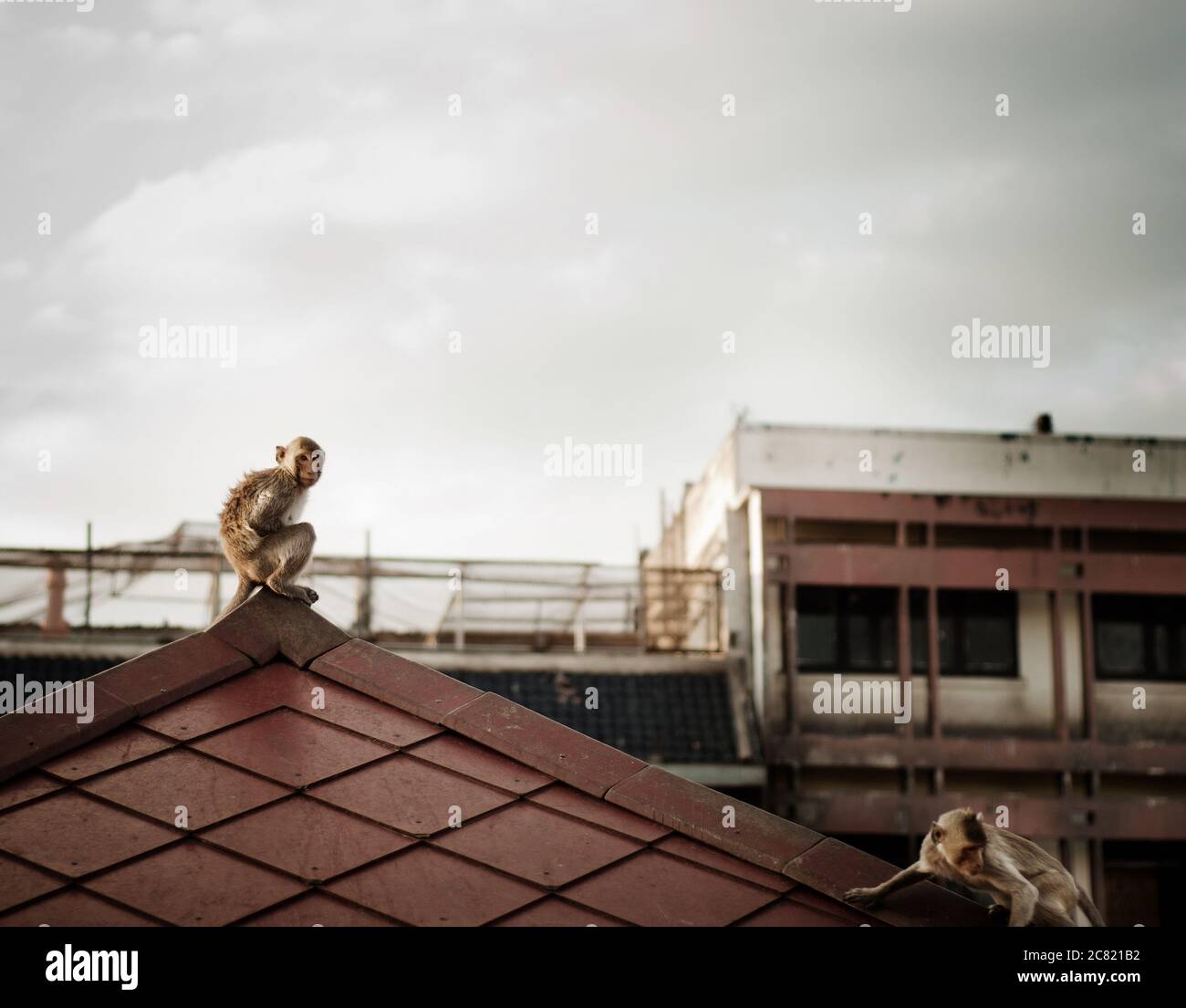 Monkey sur un toit à Lophuri, Thaïlande, Asie du Sud-est Banque D'Images