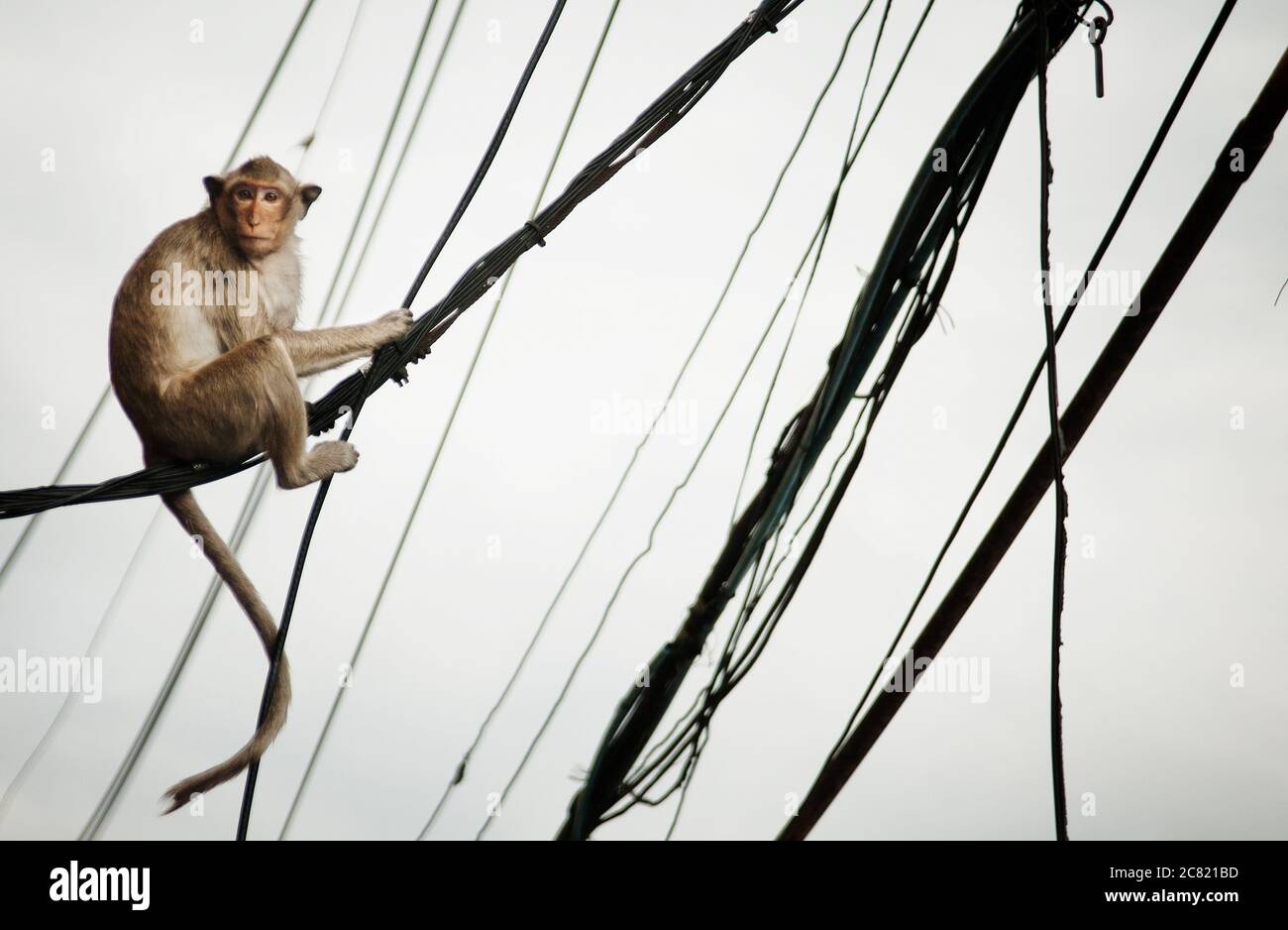 Monkey assis sur des lignes électriques à Lophuri, Thaïlande, Asie du Sud-est Banque D'Images
