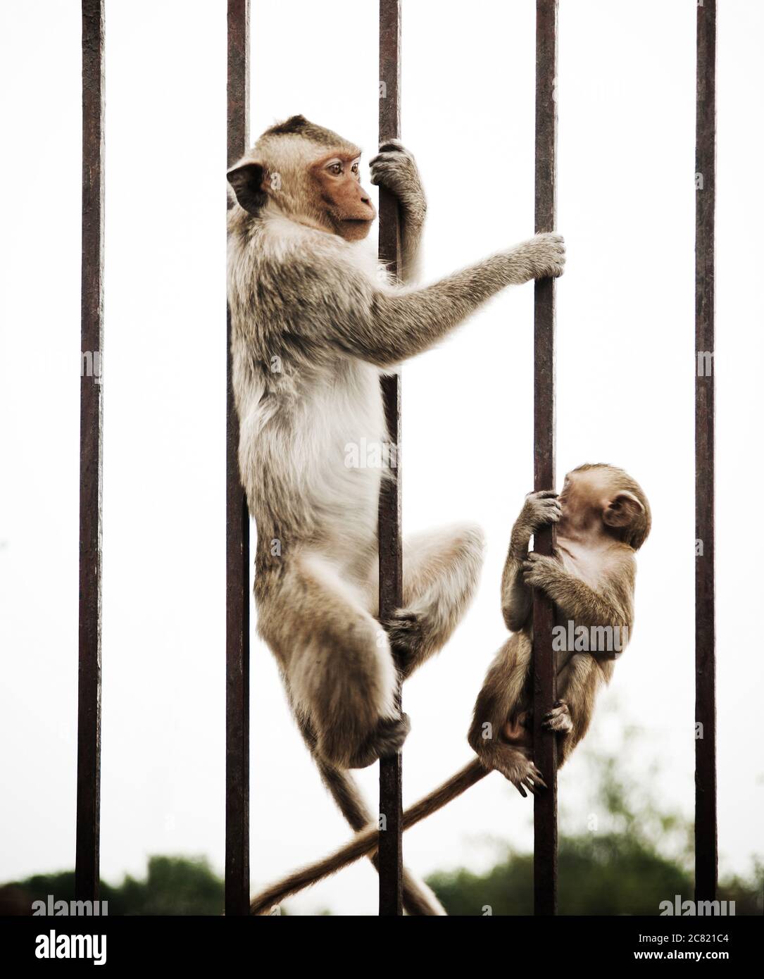 Monkey joue sur une porte en acier, Lophuri, Thaïlande, Asie du Sud-est Banque D'Images