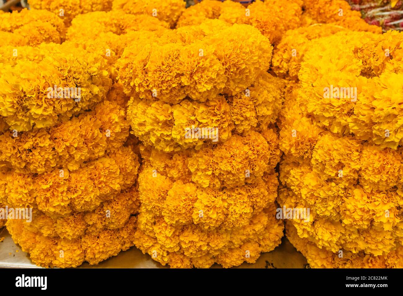 Coloré et occupé Pak Khlong Talat marché aux fleurs à Bangkok a une énorme sélection de flore. Fleurs jaunes gros plan.fond de fleurs Banque D'Images