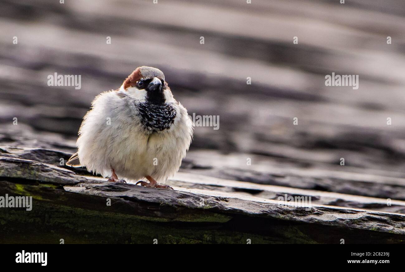 A male House Sparrow, Chipping, Preston, Lancashire, Royaume-Uni Banque D'Images