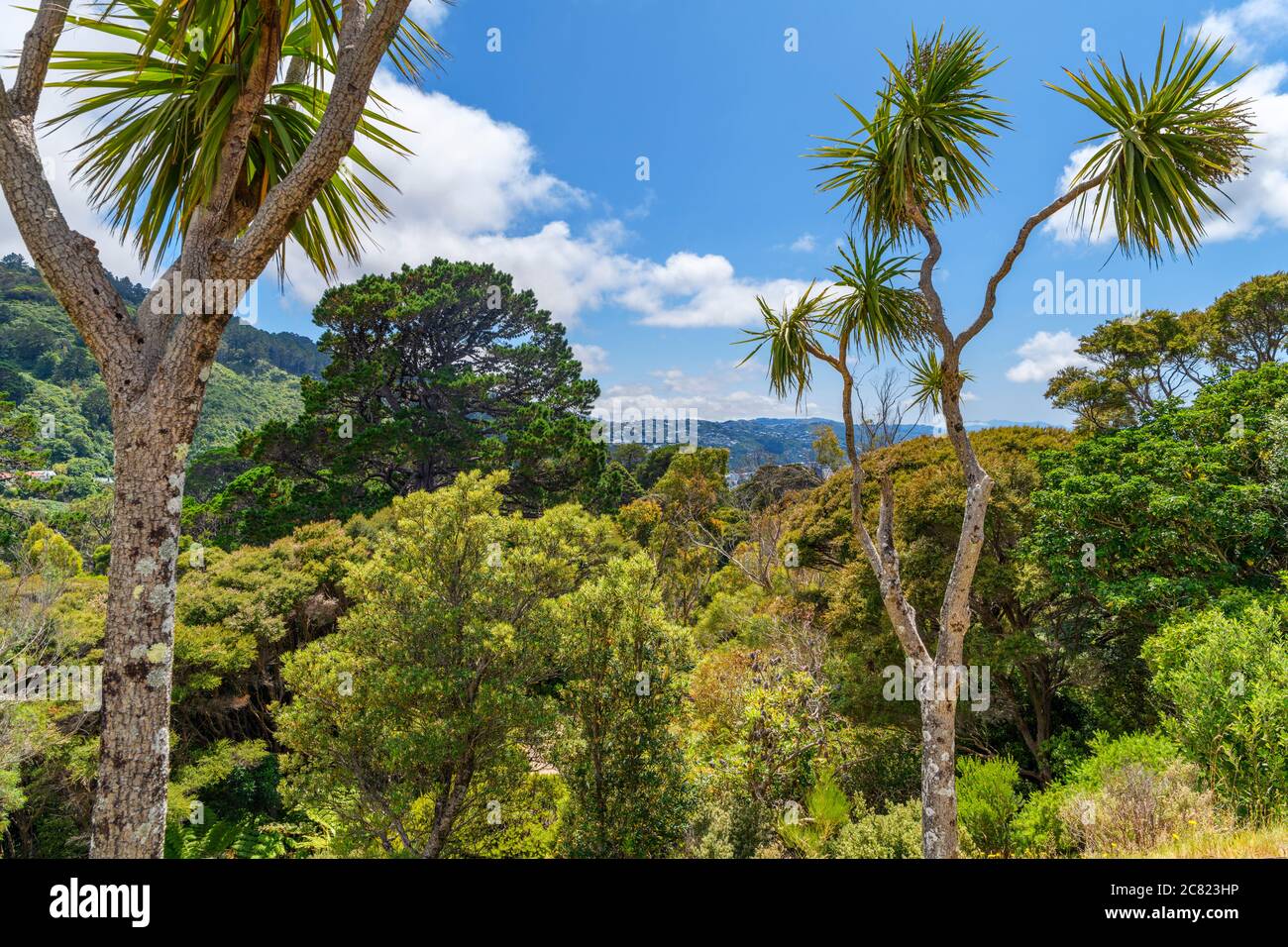 Vue sur le jardin botanique de Wellington, Kelburn, Wellington, Nouvelle-Zélande Banque D'Images