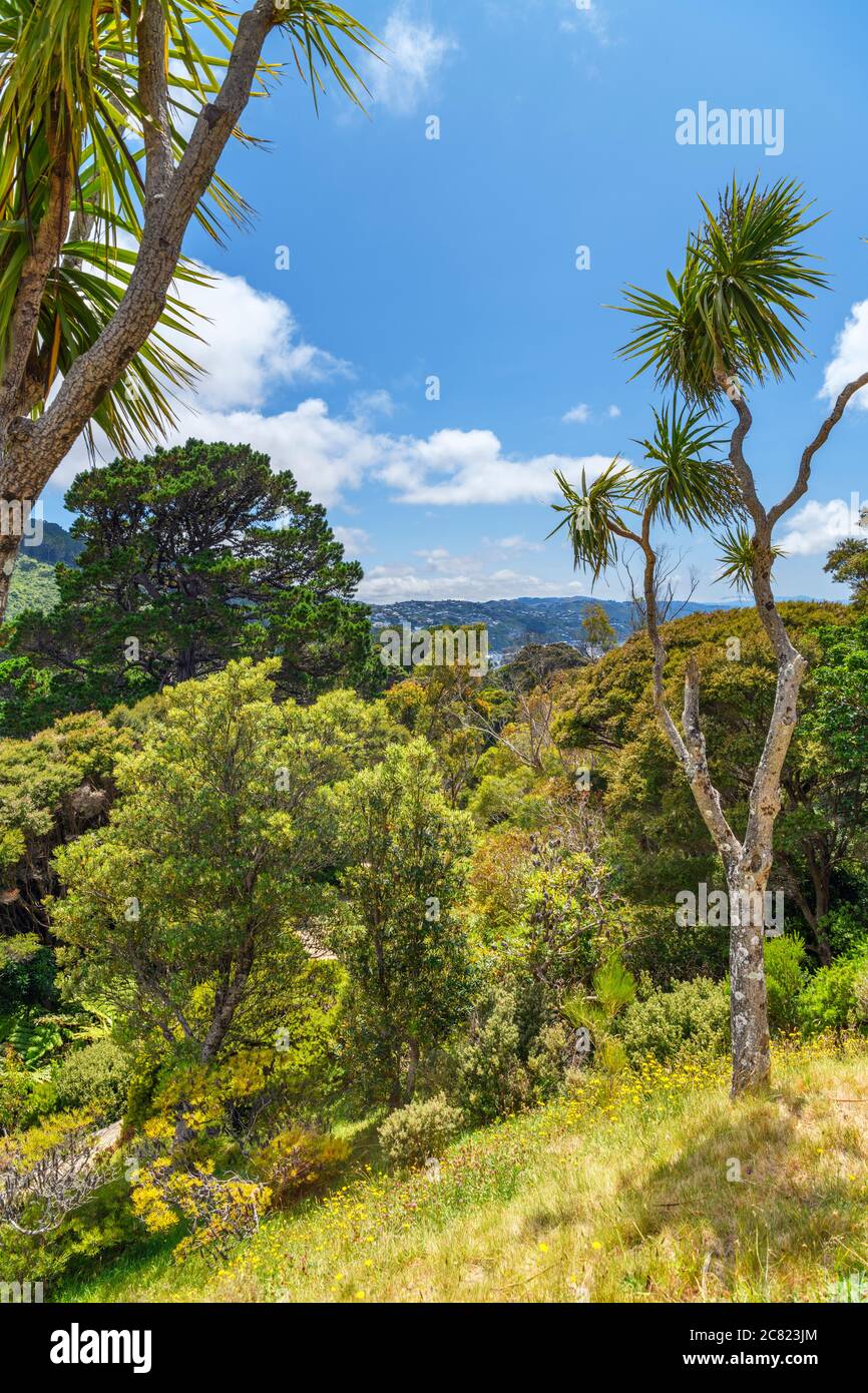 Vue sur le jardin botanique de Wellington, Kelburn, Wellington, Nouvelle-Zélande Banque D'Images