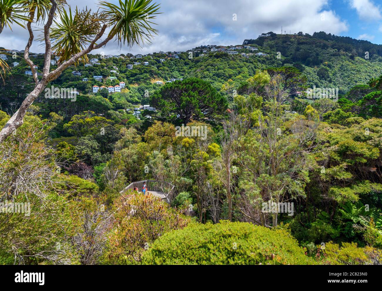 Vue sur le jardin botanique de Wellington, Kelburn, Wellington, Nouvelle-Zélande Banque D'Images