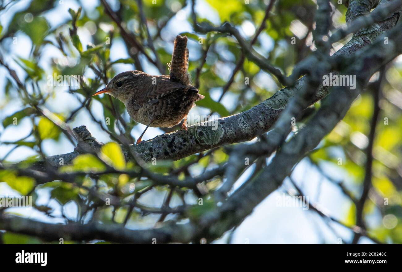 A Wren, Chipping, Preston, Lancashire, Royaume-Uni Banque D'Images