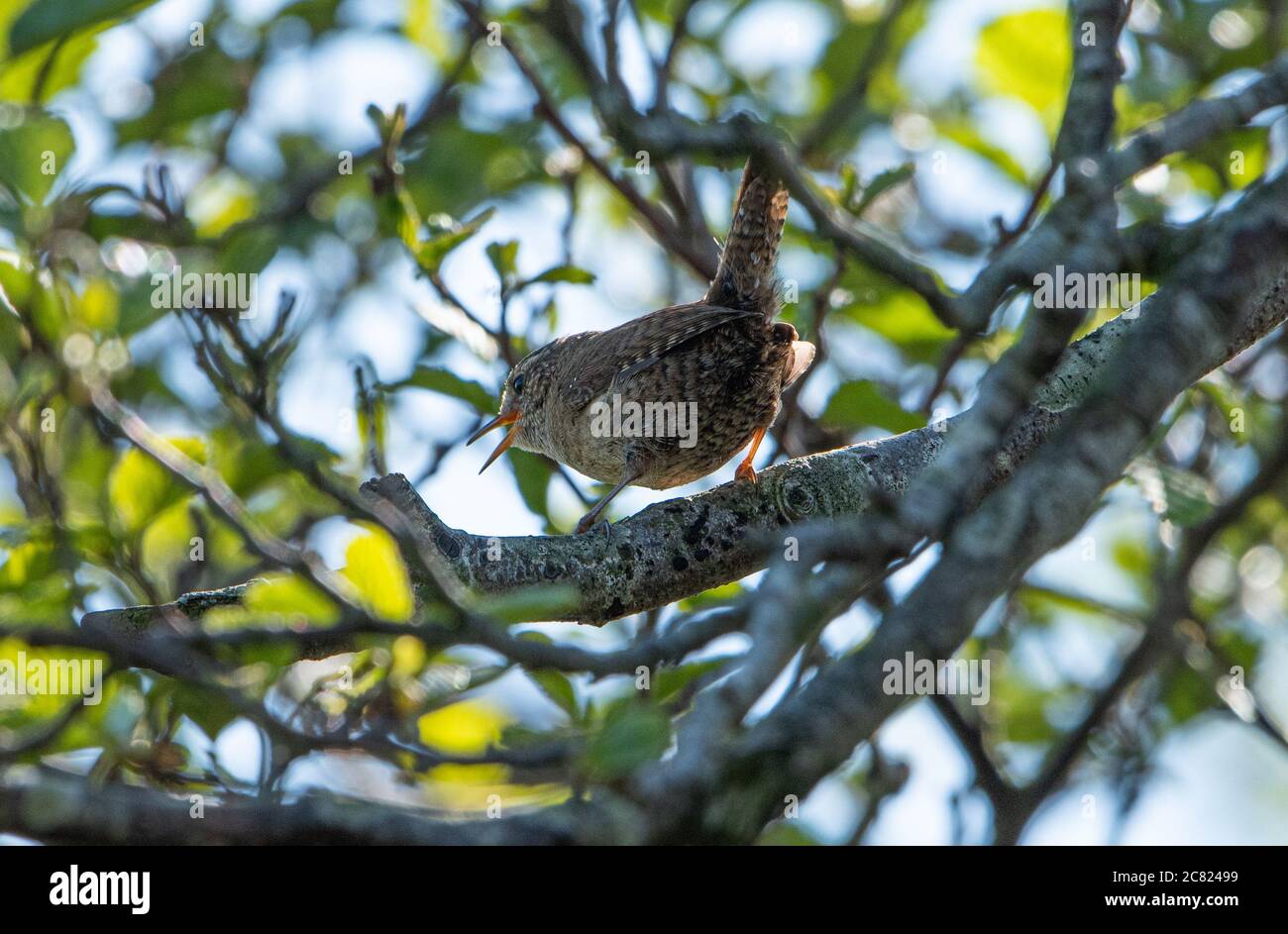 A Wren, Chipping, Preston, Lancashire, Royaume-Uni Banque D'Images
