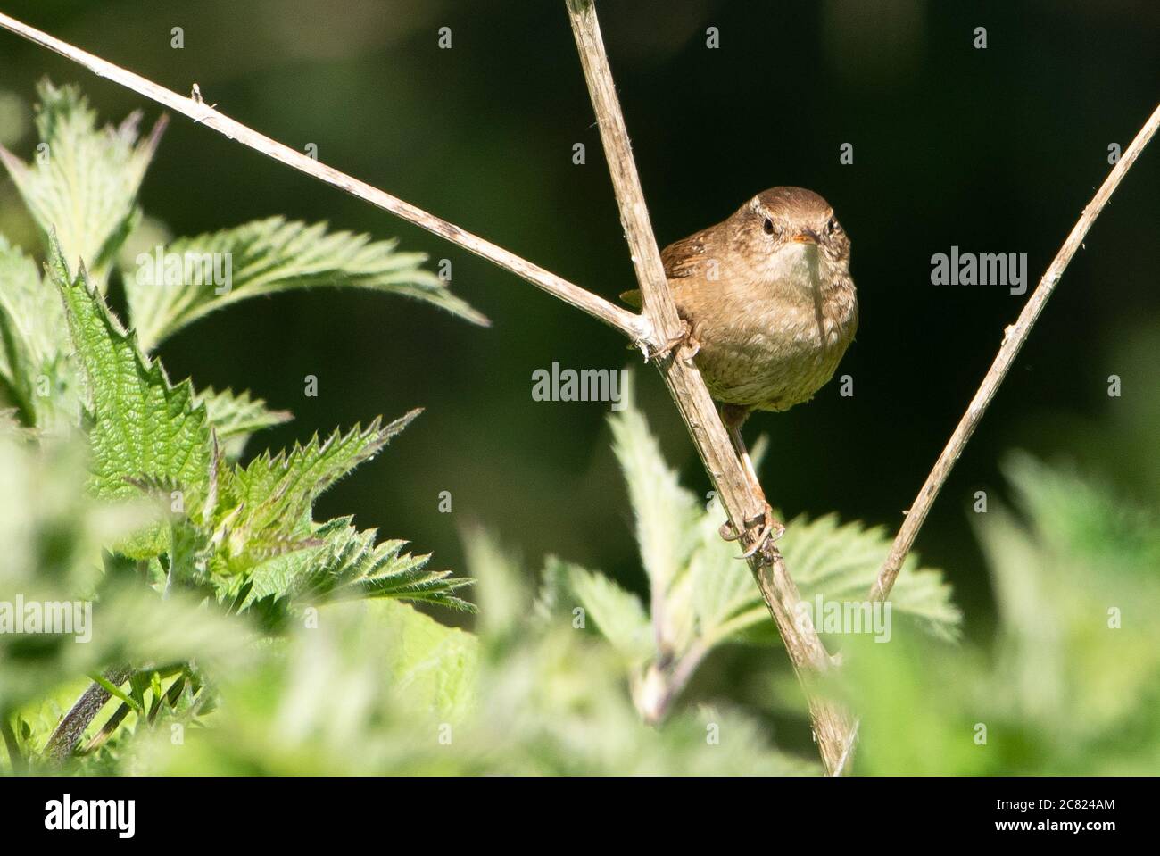 A Wren, Chipping, Preston, Lancashire, Royaume-Uni Banque D'Images