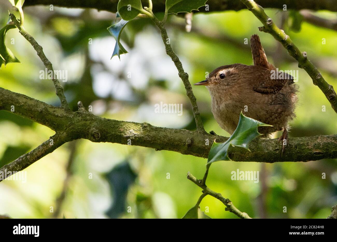 A Wren, Chipping, Preston, Lancashire, Royaume-Uni Banque D'Images