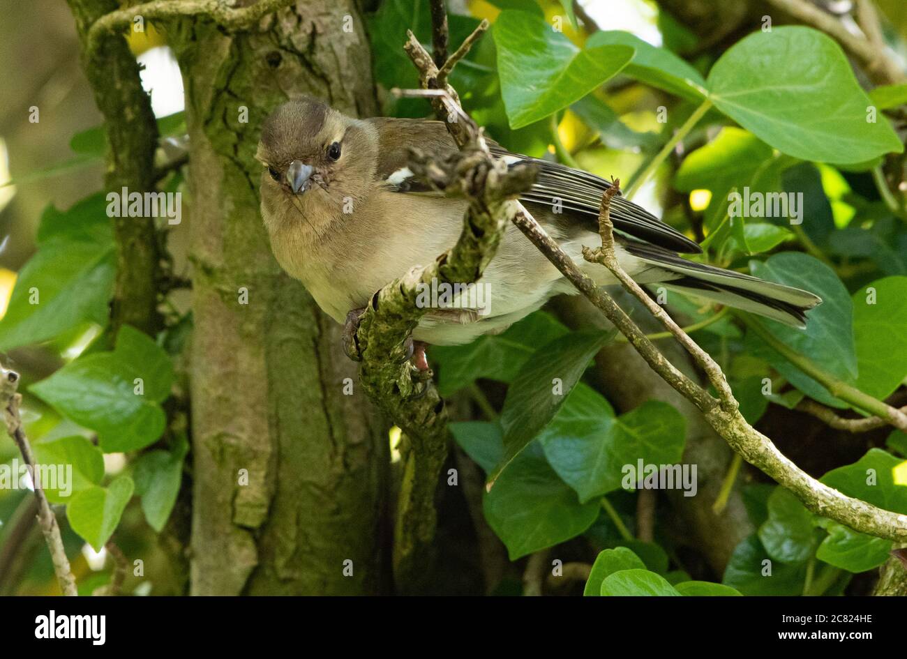 Une femme Chaffinch, Chipping, Preston, Lancashire, Royaume-Uni Banque D'Images
