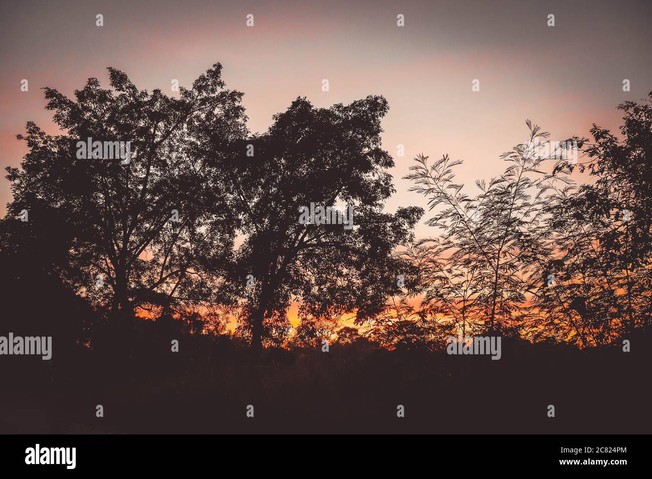Spectaculaire ciel de la forêt de Silhouette coucher de soleil.UN spectaculaire ciel orange rouge jaune, un moment étonnamment coloré. Silhouette de forêt au coucher du soleil. Banque D'Images