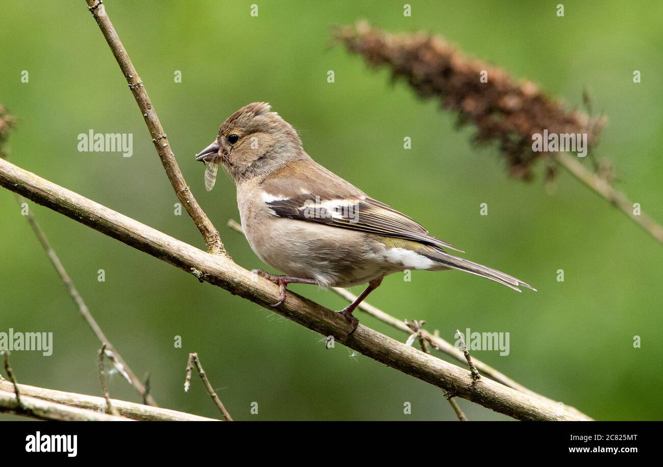 Une femme chaffinch avec un insecte dans son bec, Chipping, Preston, Lancashire, Royaume-Uni Banque D'Images