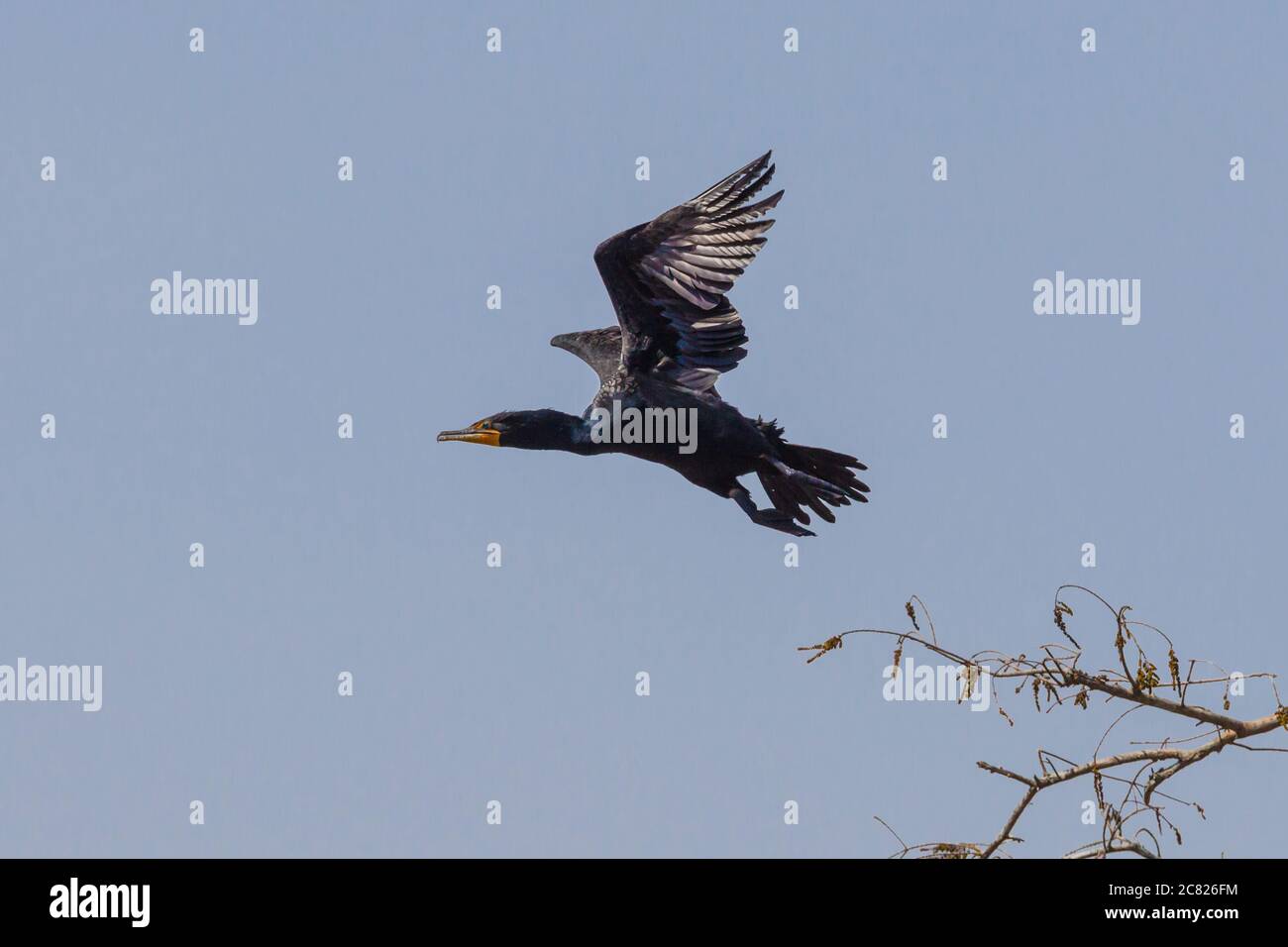 Un Cormorant à double Crested adulte, Phalacrocorax auritus, en vol dans le bassin de l'Atchachafalaya, dans le sud de la Louisiane, aux États-Unis. Banque D'Images