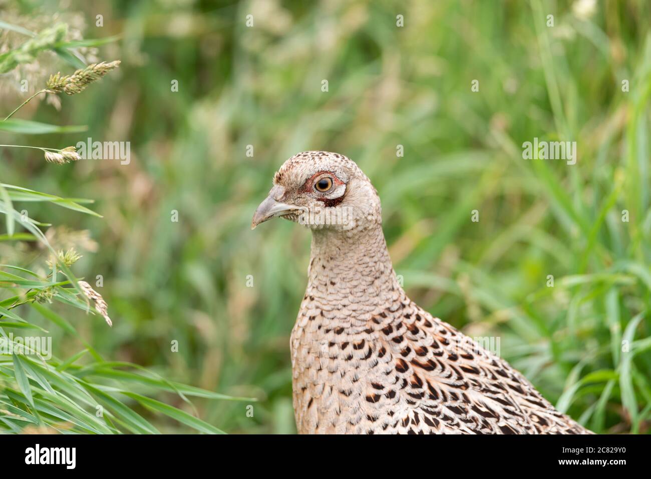 Portrait d'un oiseau de chasse faisan commun femelle, Phasianus colchicus de la famille Phasanidae Banque D'Images